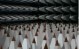 anechoic
